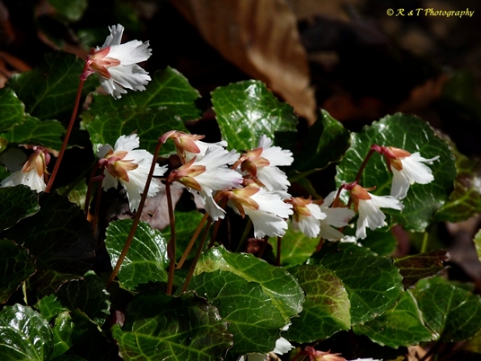 {Shortia galacifolia}